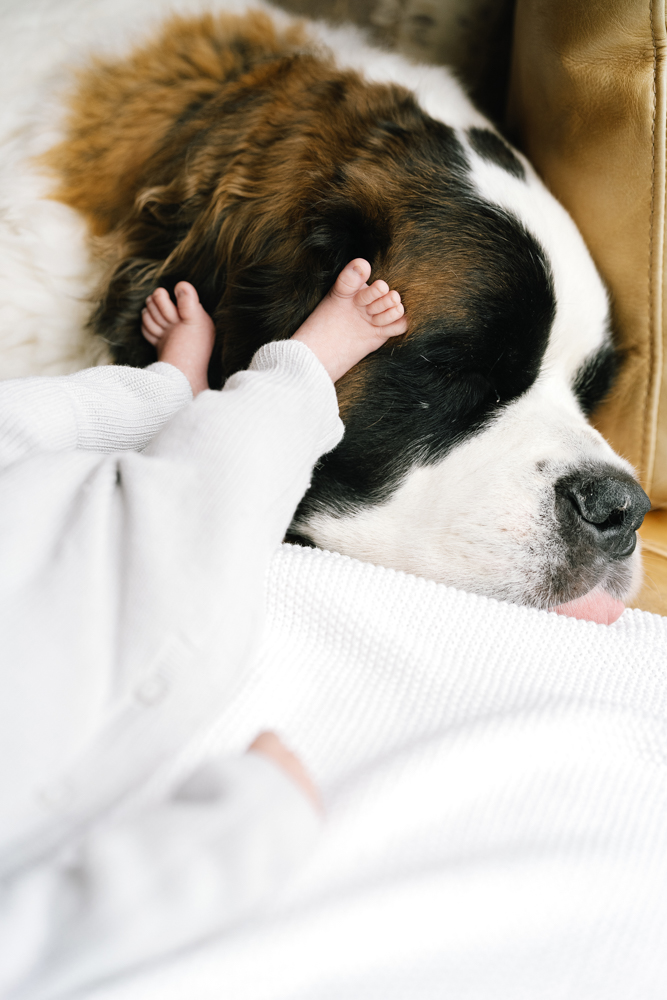 Baby gently touching family dog during lifestyle newborn session